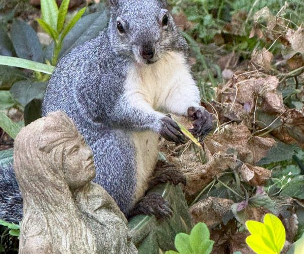 Western Grey in the gardens
